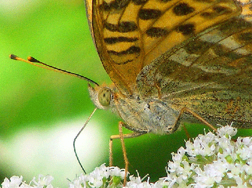 2009-08-abzd-Perlmutterfalter - Odenwald