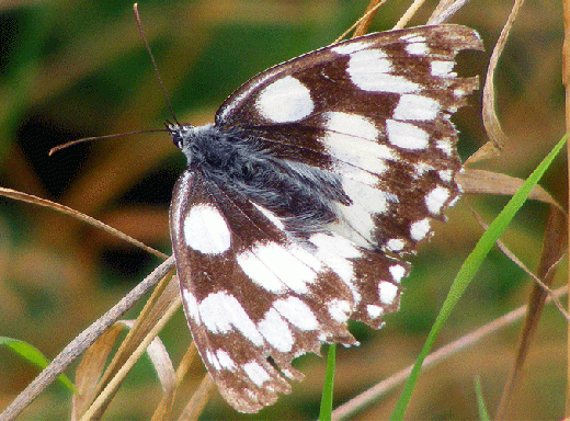 2009-08-af-Damenbrett - Odenwald