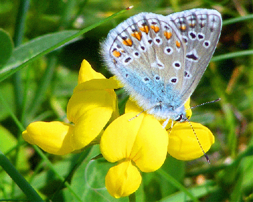 2009-08-bf-Bläuling - Odenwald