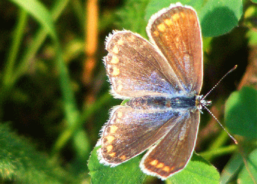 2009-08-bh-Heidenwiesenbräunling - Odenwald