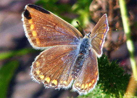 2009-08-bha-Heidenwiesenbräunling mit Brandverletzung von Stromweidezaun - Odenwald