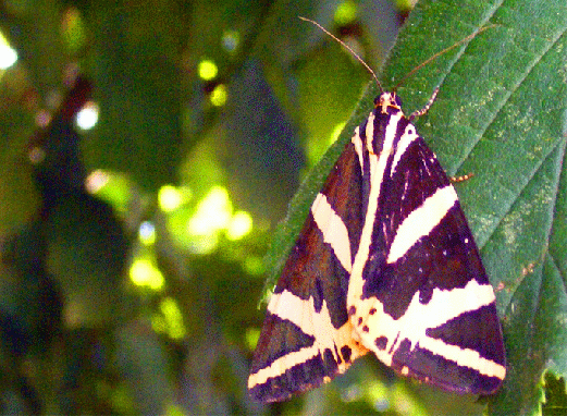 2009-08-bhib-Russischer Bär - Odenwald