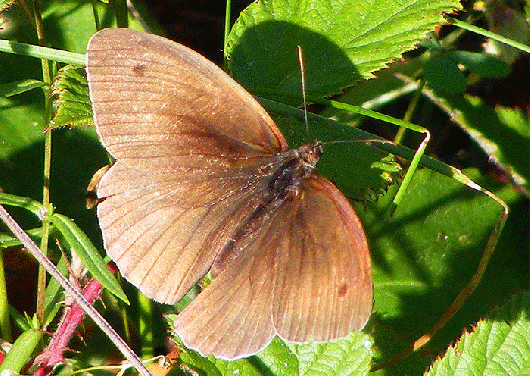 2009-08-bhj-Schmetterling - Name? - Odenwald