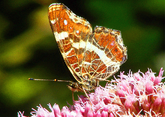 2009-08-bic-Landkärtchen auf Wasserdost - Odenwald