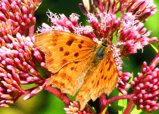 2009-08-bja-Veilchenperlmutterfalter auf Wasserdost - Odenwald