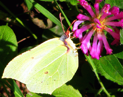 2009-08-bjda-Zitronenfalter auf Rotklee - Odenwald