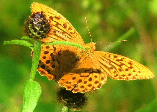 2009-08-bkb-Kaisermantel - Odenwald