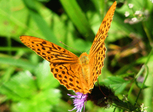 2009-08-bkbc-Kaisermantel - Odenwald