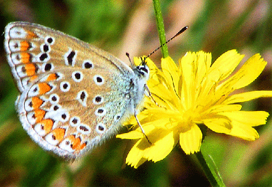 2009-08-bm-Bläuling - Odenwald