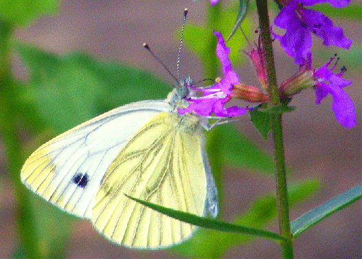 2009-08-bmb-Rapsweißling - Odenwald