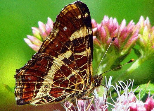 2009-08-bmc-Landkärtchen auf Wasserdost - Odenwald