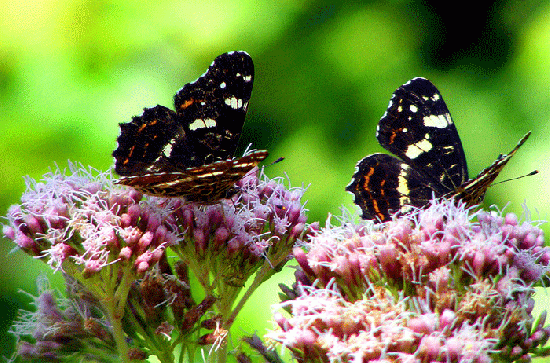 2009-08-bmca-Landkärtchen auf Wasserdost - Odenwald