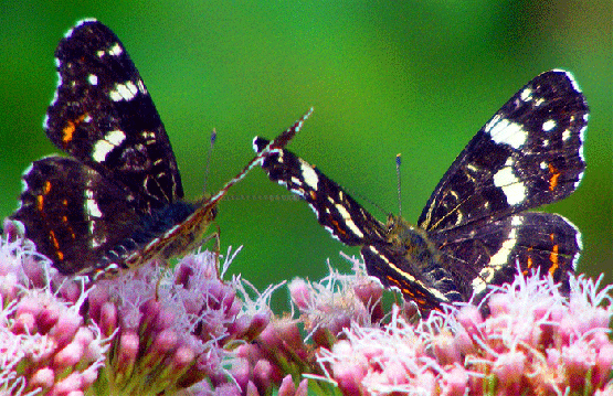 2009-08-bmcb-Landkärtchen auf Wasserdost - Odenwald