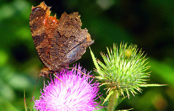 2009-08-bmfa-Tagpfauenauge - Odenwald