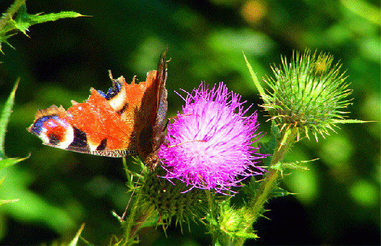 2009-08-bmfb-Tagpfauenauge - Odenwald