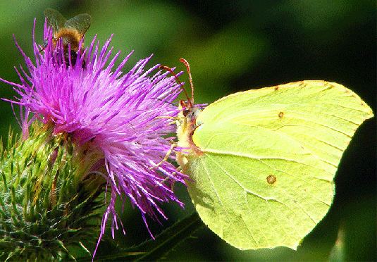 2009-08-bmg-Zitronenfalter - Odenwald