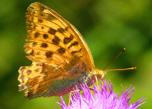 2009-08-bmi-Kaisermantel - Odenwald