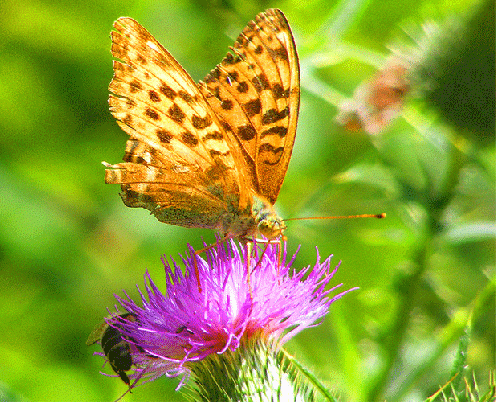 2009-08-bmib-Kaisermantel - Odenwald