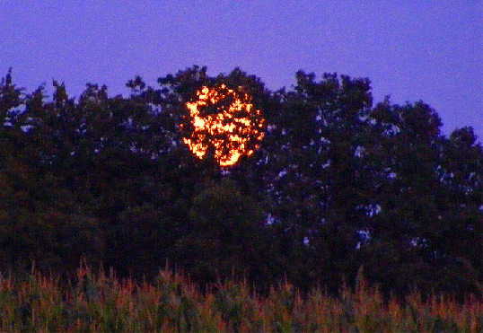 2009-08-btfb-Vollmond hinter Bu00e4umen - Odenwald