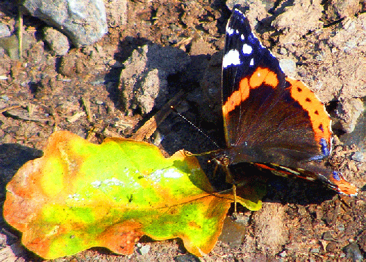 2009-08-cae-Admiral - Odenwald