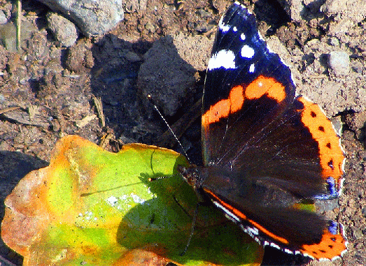 2009-08-caea-Admiral - Odenwald