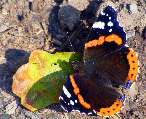 2009-08-caec-Admiral - Odenwald