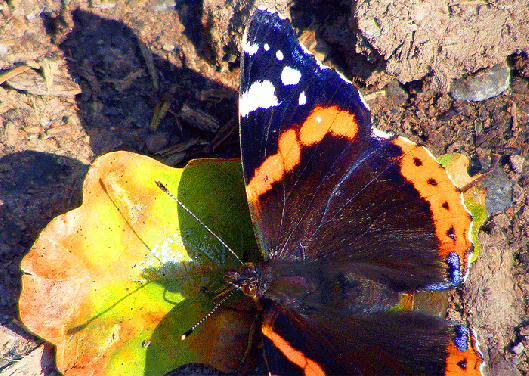 2009-08-caef-Admiral - Odenwald