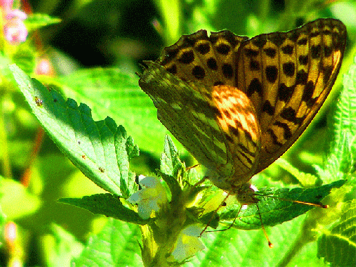 2009-08-cbaa-Perlmutterfalter - Odenwald