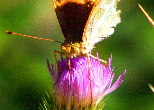 2009-08-cbaf-Perlmutterfalter - Detail  - Odenwald