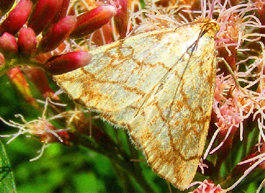 2009-08-cbca-Nesselzünsler auf Wasserdost - Odenwald