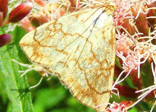 2009-08-cbcb-Nesselzünsler - Odenwald