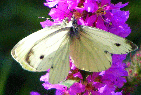 2009-08-cbe-Kleine Kohlweißlinge - Odenwald