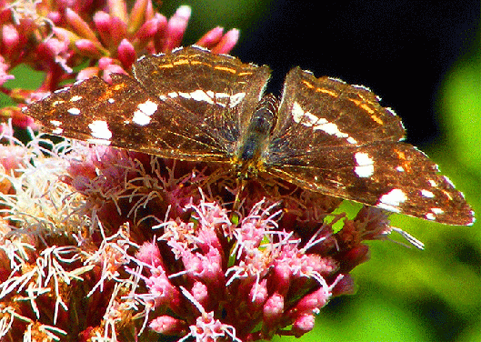 2009-08-cbf-Landkärtchen auf Wasserdost - Odenwald