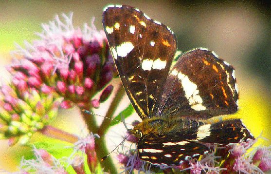 2009-08-cbfa-Landkärtchen auf Wasserdost - Odenwald