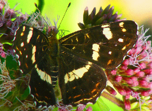 2009-08-cbfb-Landkärtchen auf Wasserdost - Odenwald