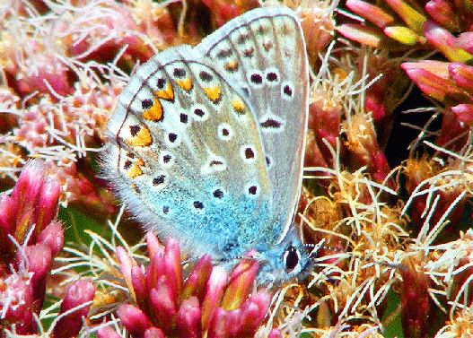 2009-08-cbg-Bläuling auf Wasserdost - Odenwald