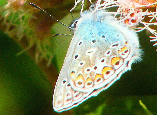 2009-08-cbga-Bläuling auf Wasserdost - Odenwald