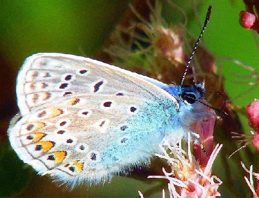 2009-08-cbgb-Bläuling auf Wasserdost - Odenwald