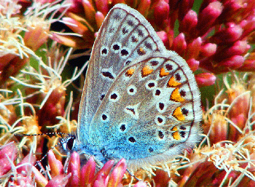 2009-08-cbgc-Bläuling auf Wasserdost - Odenwald