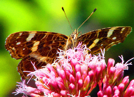 2009-08-cca-Landkärtchen auf Wasserdost - Odenwald