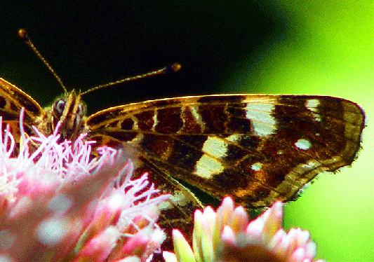 2009-08-ccb-Landkärtchen - Detail - Odenwald