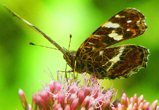 2009-08-ccc-Landkärtchen auf Wasserdost - Odenwald