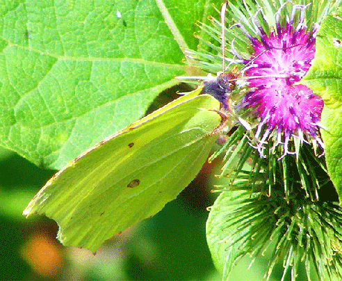 2009-08-ce-Zitronenfalter - Odenwald