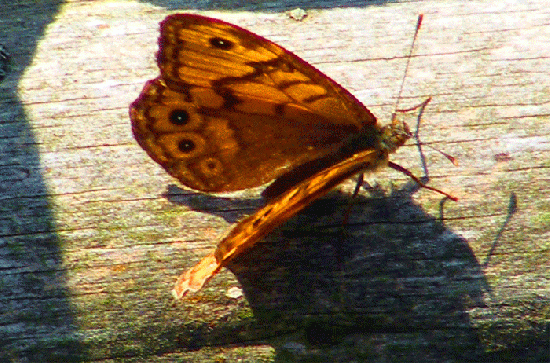 2009-08-cee-Braunauge - Odenwald