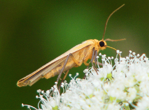 2009-08-de-Falter - Odenwald