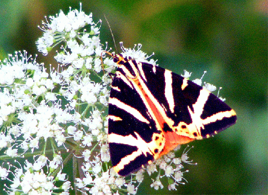 2009-08-dea-Russischer-Bär  - Odenwald