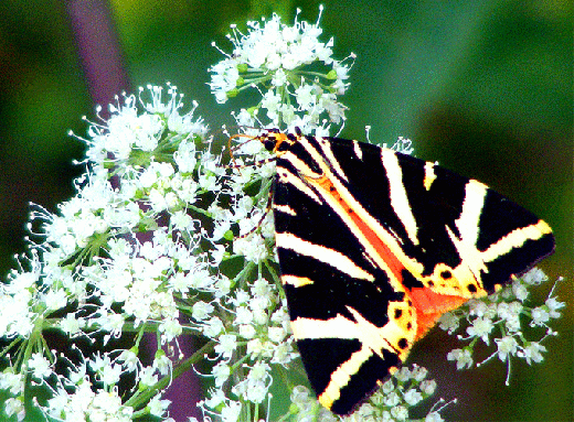 2009-08-deb-Russischer-Bär - Odenwald