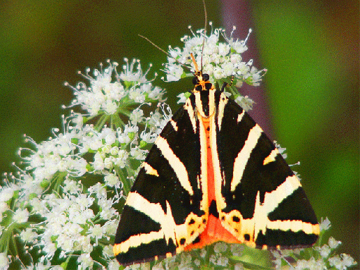 2009-08-ded-Russischer-Bär - Odenwald