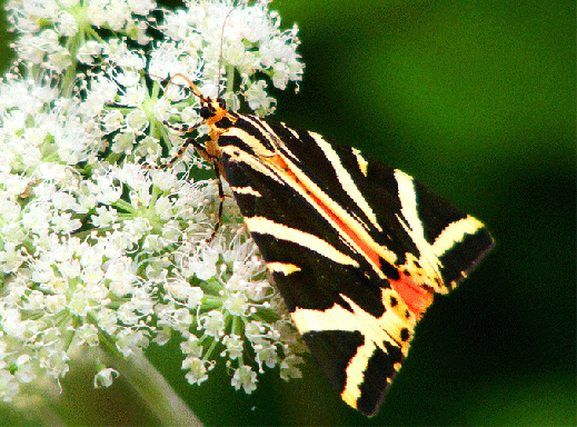 2009-08-dee-Russischer-Bär - Odenwald