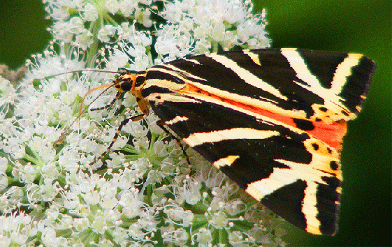 2009-08-def-Russischer-Bär - Odenwald